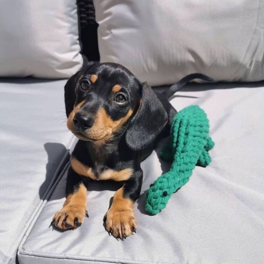 Dachshund Mini Puppy For Sale