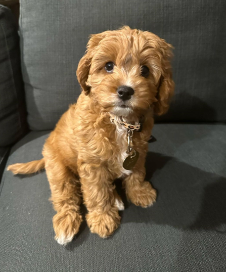For Sale Cavapoo Puppies