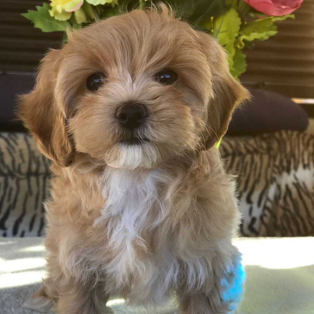 Maltipoo Puppies Sale